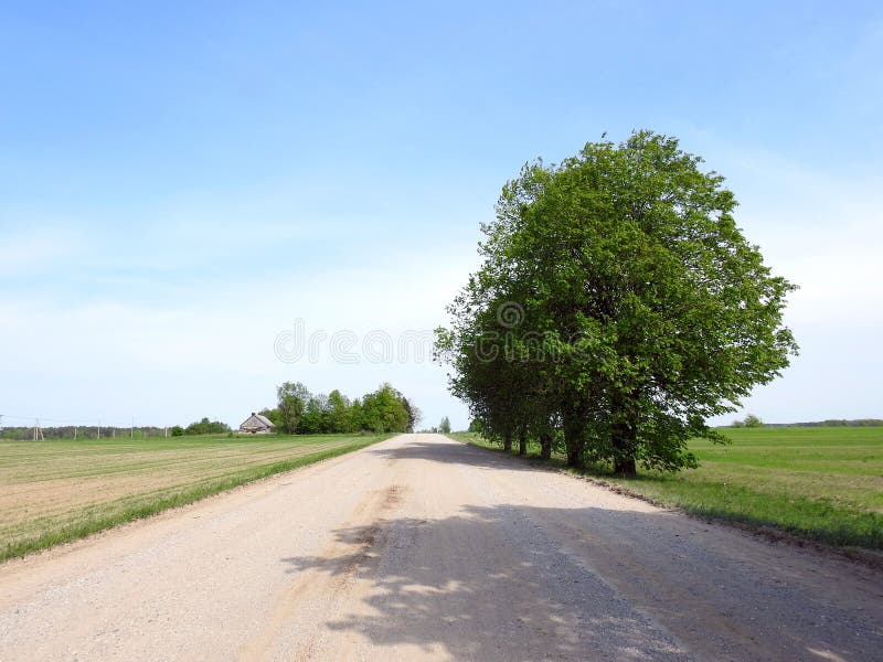 Simple Way and Beautiful Trees, Lithuania Stock Photo - Image of background,  tree: 147758436