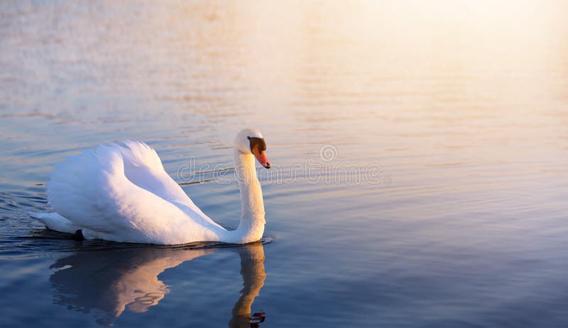 Art beautiful romance peaceful landscape; romance white swan stock image Art beautiful romance peaceful landscape; romance white swan stock image