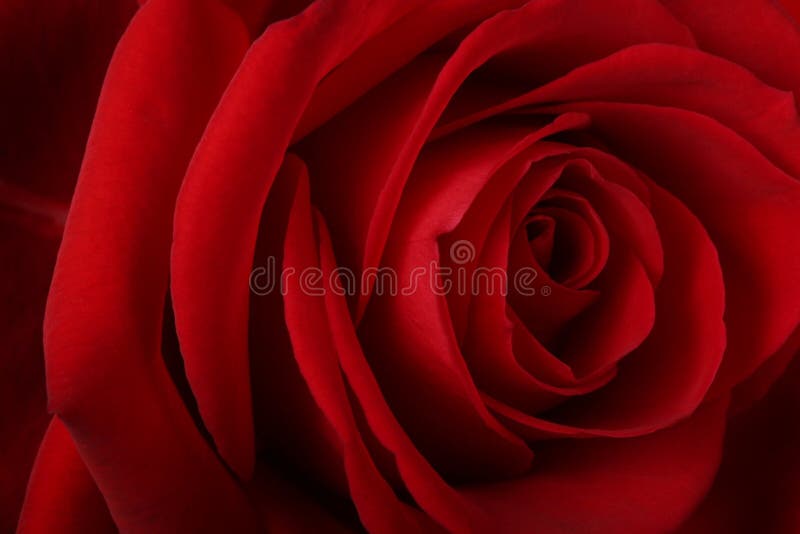 Beautiful romantic red rose