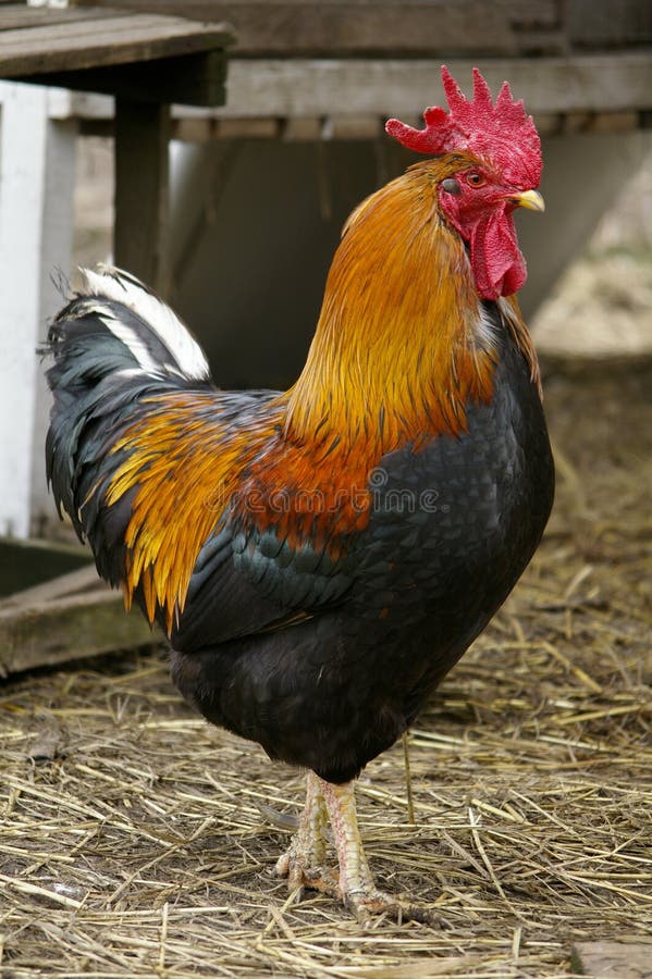 Beautiful rooster stock photos