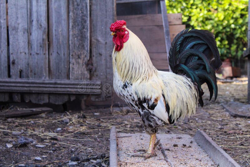 Beautiful Rooster in the Yard of a Village House Stock Photo - Image of ...