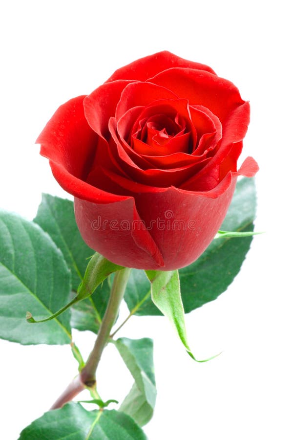 Beautiful rose.