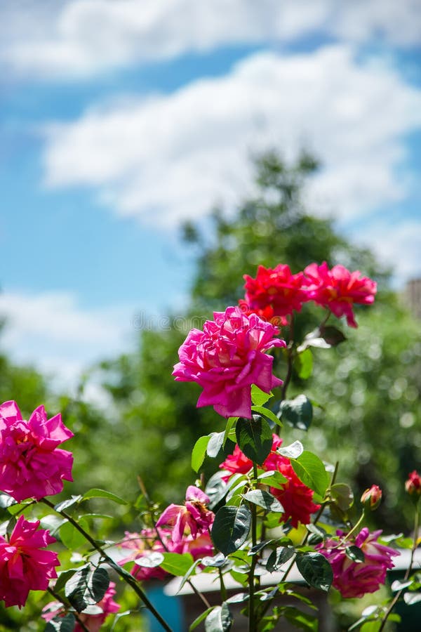 Beautiful rose bush stock image. Image of colorful, botanic 119526921