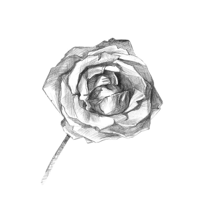 Beautiful Rose Charcoal Artistic Drawing Stock Illustration