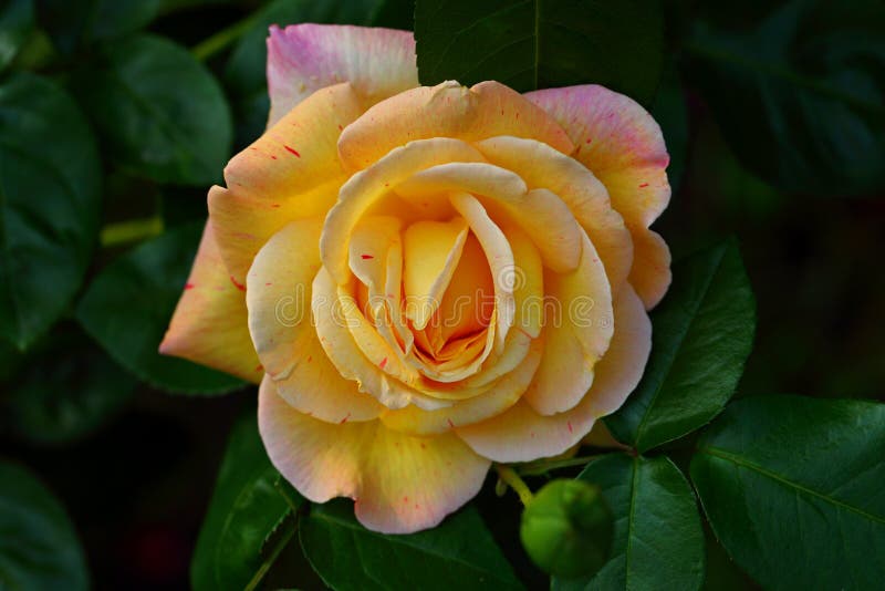 Beautiful Rose Flower in the Garden Stock Photo - Image of beauty ...