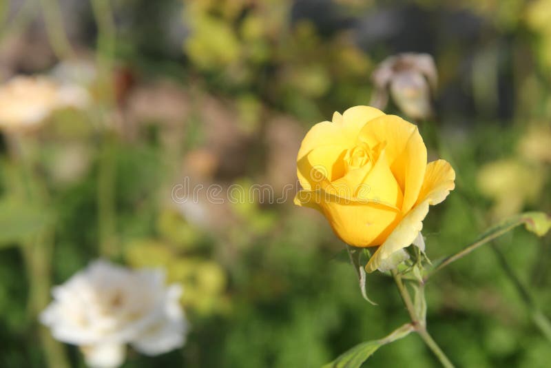 Beautiful Rose Flower With Green Background Stock Image - Image of ...