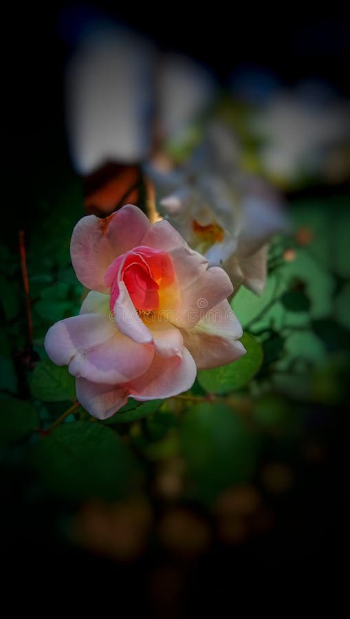 A Beautiful Rose Flower Images Wallpaper Stock Image - Image of wallpapers, grass: 163594595 A Beautiful Rose Flower Images Wallpaper Stock Image - Image of wallpapers, grass: 163594595