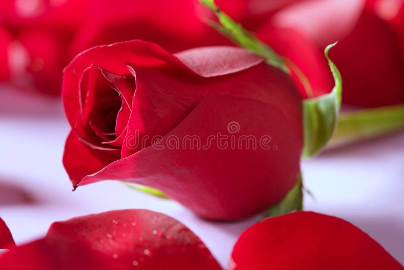 Beautiful rose flower over red petals