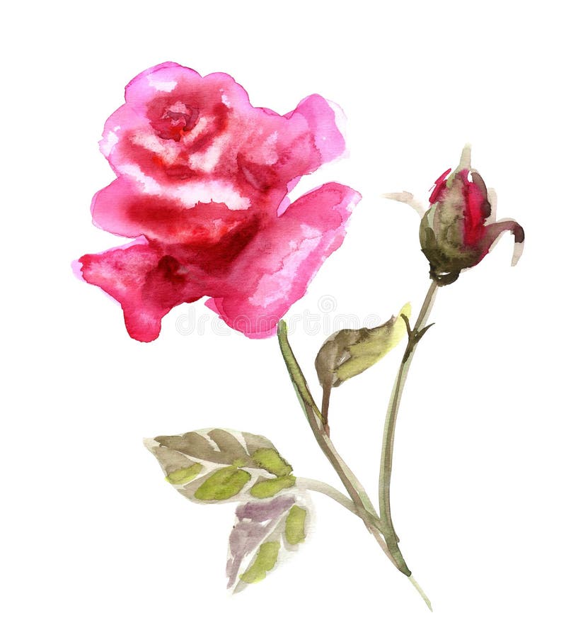 Beautiful Rose flower stock illustration. Illustration of card - 62583966