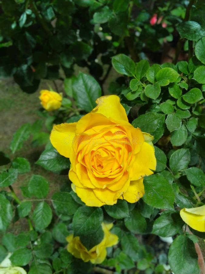 Beautiful Rose Flower in a Flower Show Stock Image Image of flower