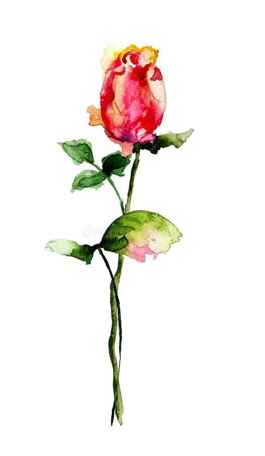 Beautiful Rose flower stock illustration. Illustration of ornate - 35130554