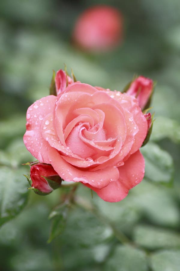 Beautiful rose in a garden