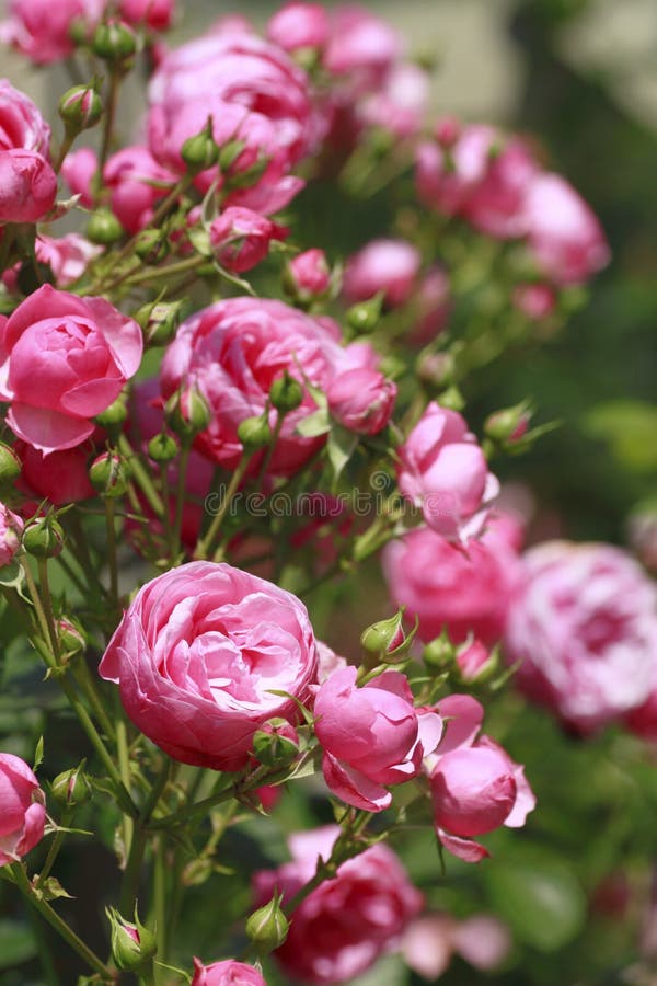 Beautiful rose in a garden