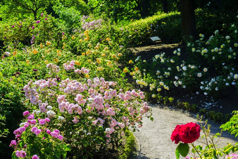 Beautiful Rose Garden in Summer, UK Stock Image Image of dreamy, flowers 89419789