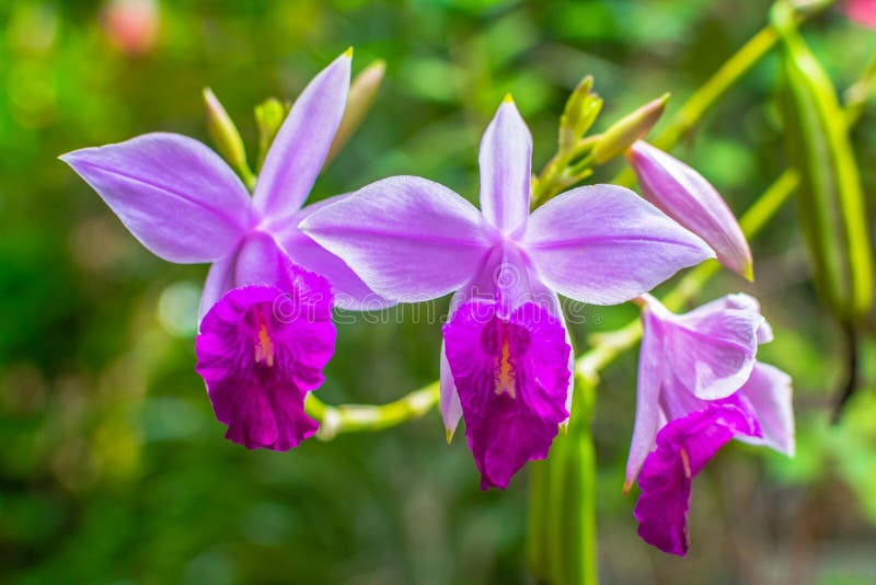 Beautiful three orchid flowers royalty free stock images Beautiful three orchid flowers royalty free stock images