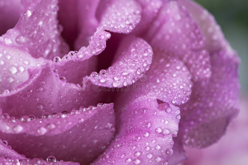 Beautiful rose after rain closeup