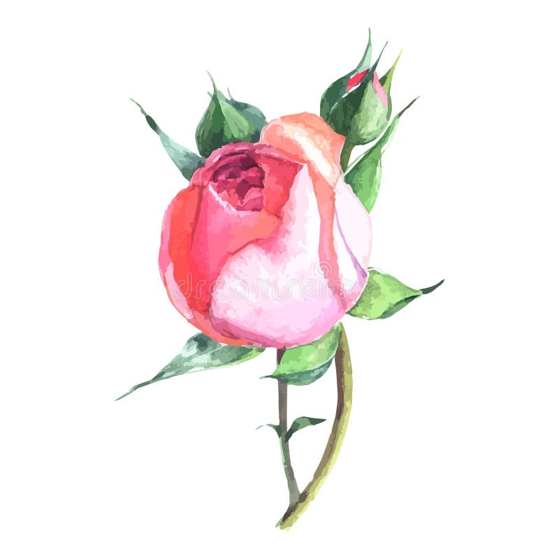 Beautiful rose watercolor hand-painted isolated on white background.