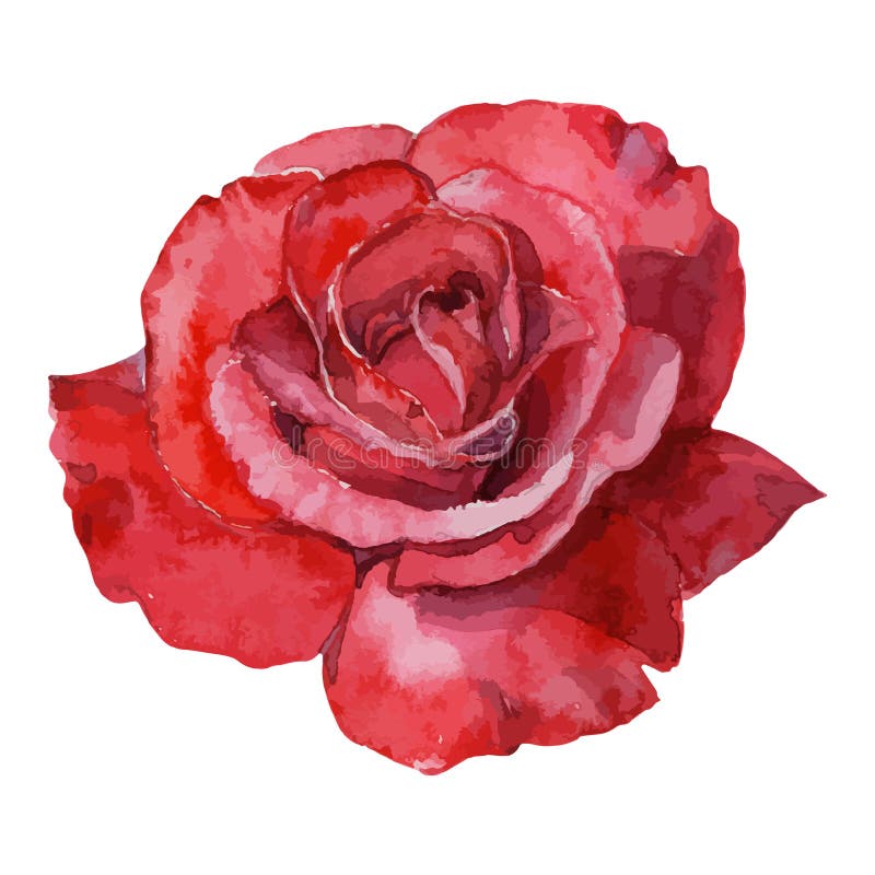 Beautiful rose watercolor hand-painted isolated on white background.