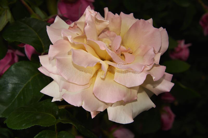 Beautiful rose with yellow-pink petals on a dark background stock images