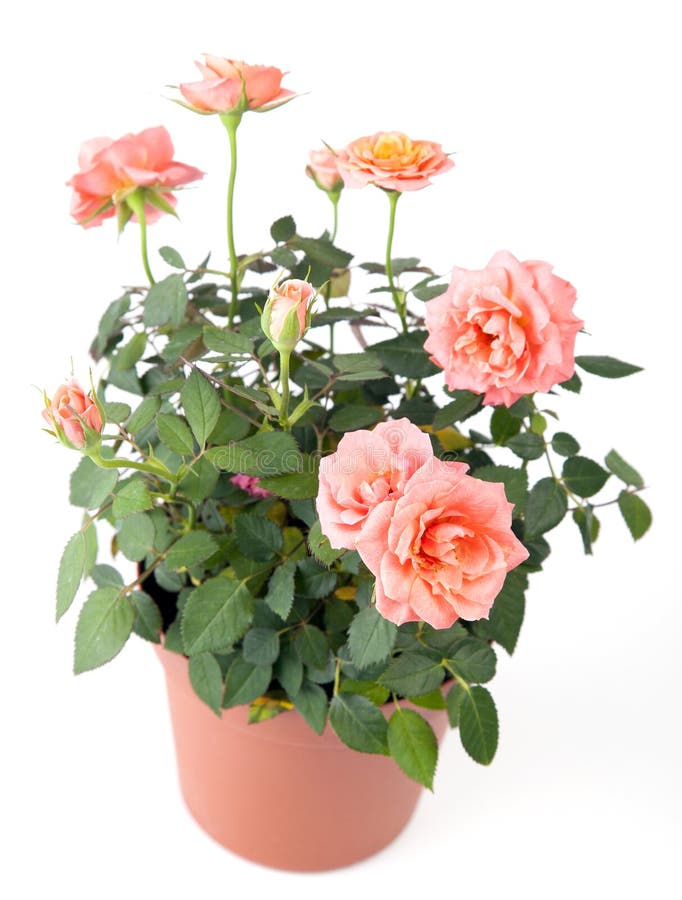 Beautiful rosebush in a pot