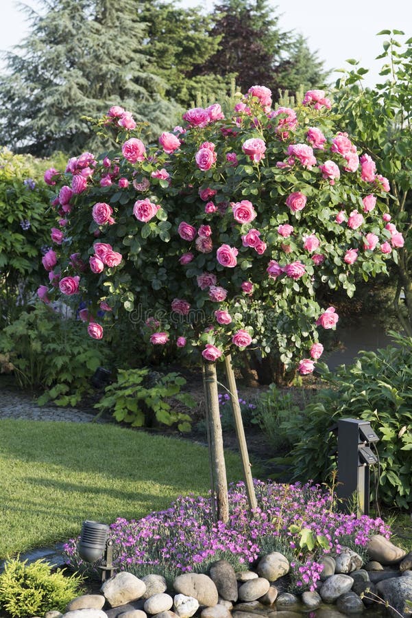 Beautiful Rosebush With Red Roses Darkened In The Sun Stock Photo