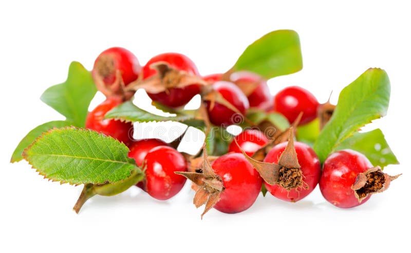 Beautiful rosehip twigs with leaves and red ripe berries or dog-