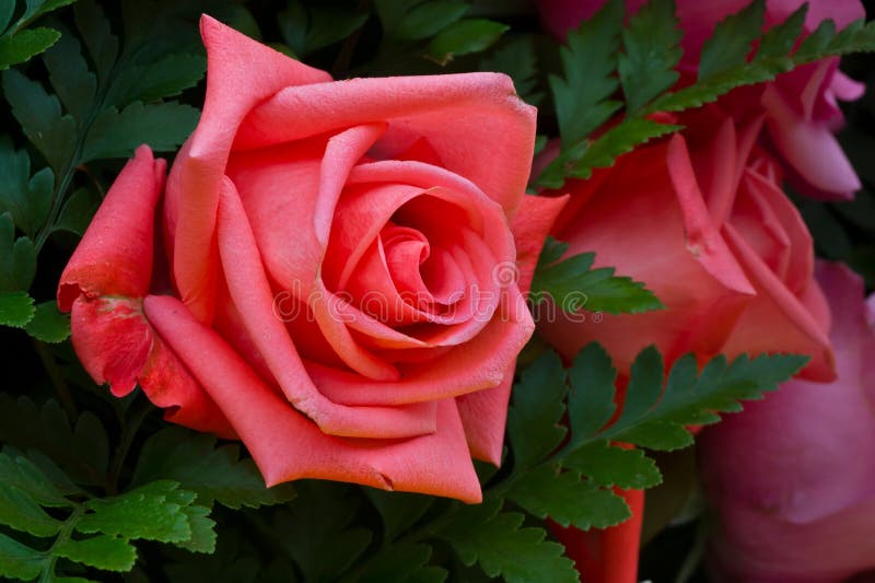 Beautiful roses.