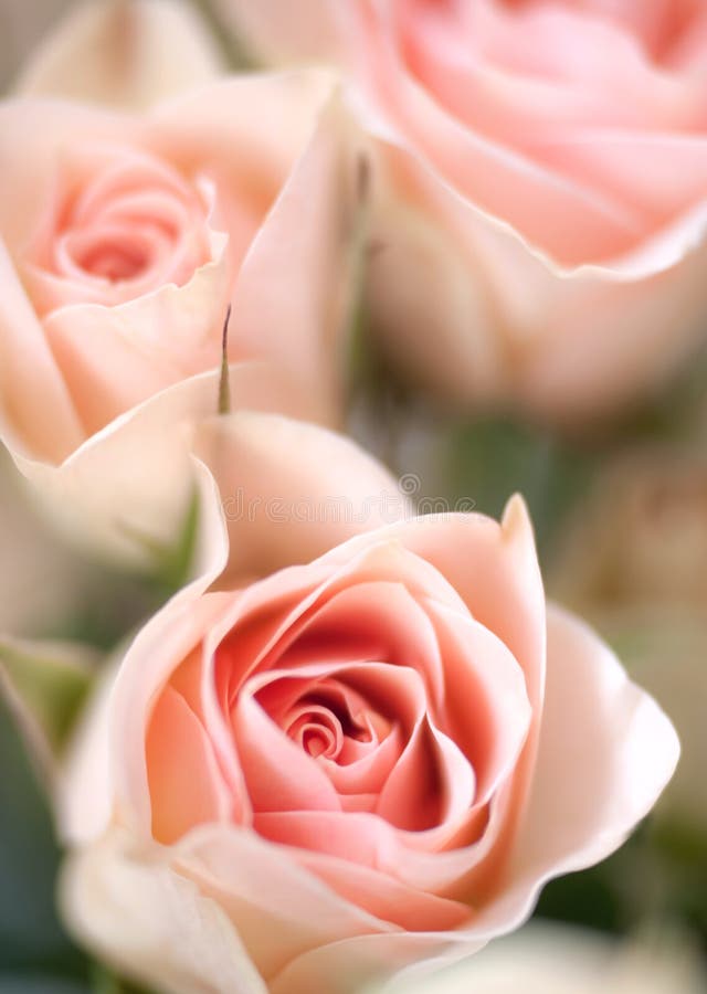 Beautiful roses