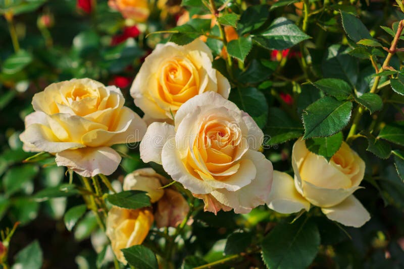 Beautiful Roses Garden. Close Up of Blooming Orange Rose Flower Stock ...