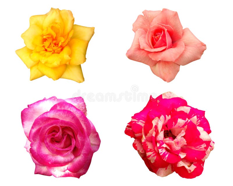 Beautiful roses isolated on white background