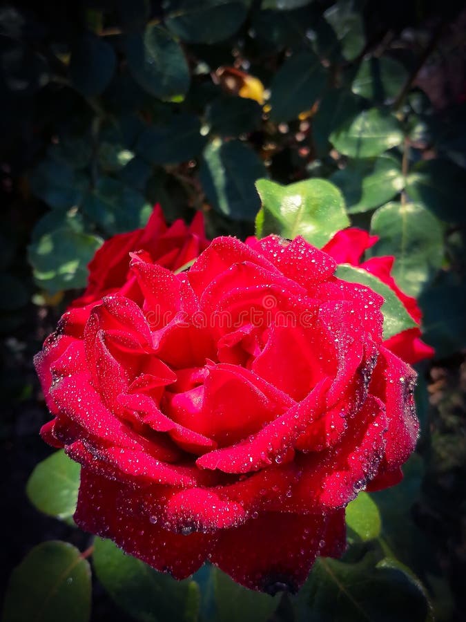 Beautiful Roses with Water Drops Stock Photo Image of drops, water