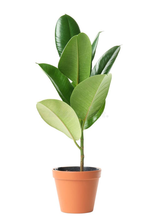Beautiful Rubber Plant in Pot on White. Home Decor Stock Image Image