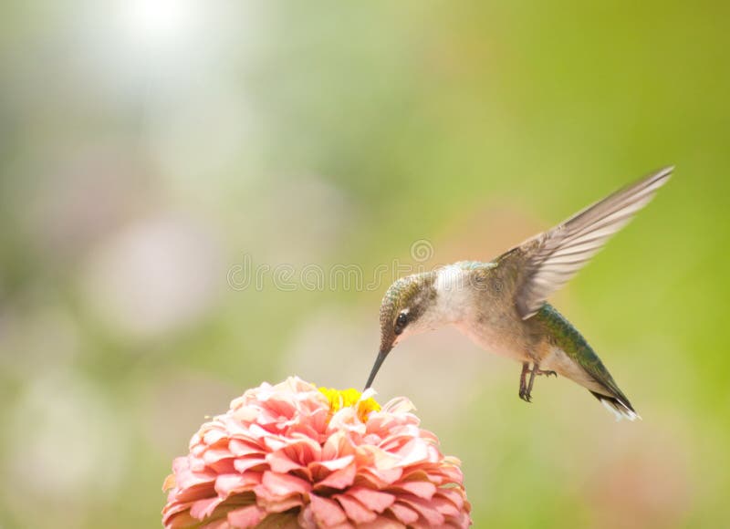 Beautiful Ruby-throated Hummingbird stock photo Beautiful Ruby-throated Hummingbird stock photo