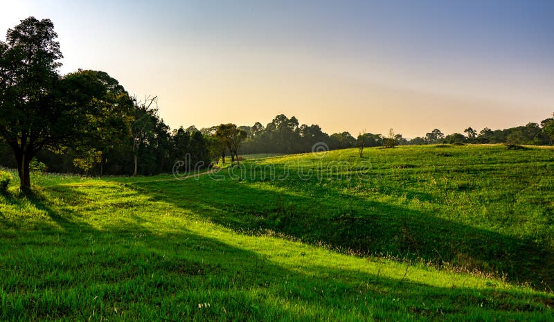 Beautiful rural landscape of green grass field with white flowers on clear blue and purple sky in the evening on sunshine day. Forest behind the hill. Planet royalty free stock images Beautiful rural landscape of green grass field with white flowers on clear blue and purple sky in the evening on sunshine day. Forest behind the hill. Planet royalty free stock images