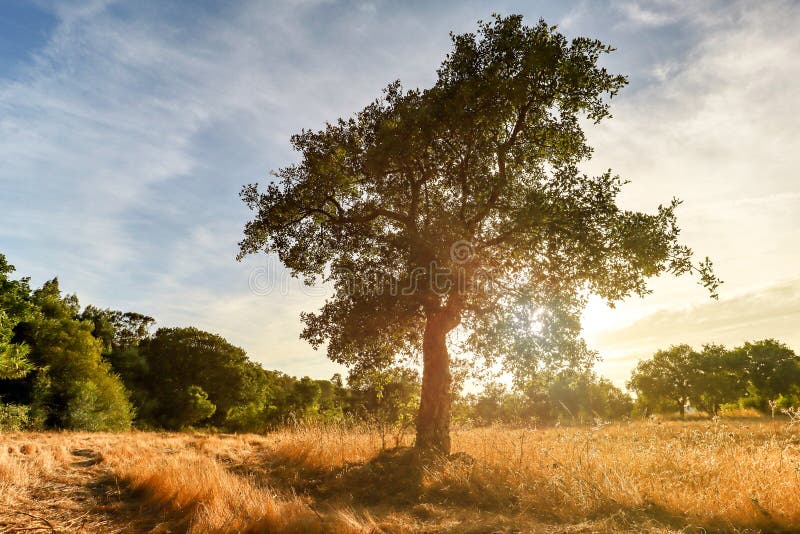 Beautiful rural portuguese landscape with Old Cork oak tree Quercus suber in evening sun, Alentejo Portugal Europe