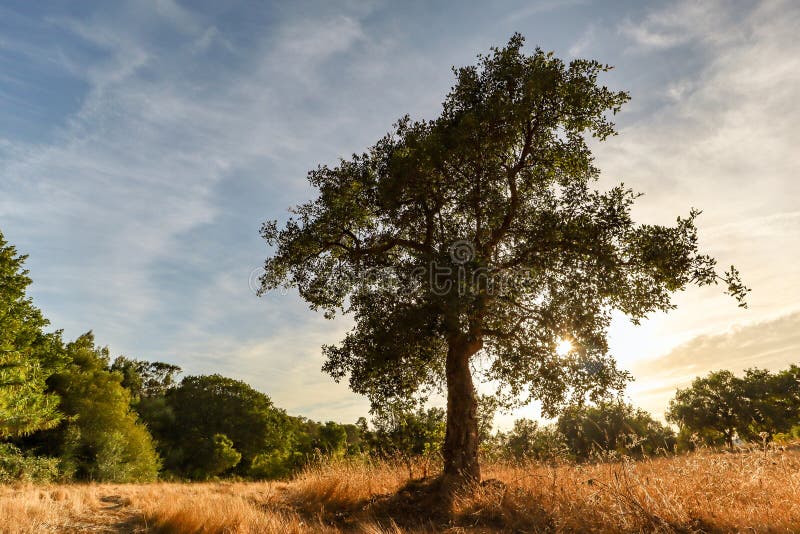 Beautiful rural portuguese landscape with Old Cork oak tree Quercus suber in evening sun, Alentejo Portugal Europe