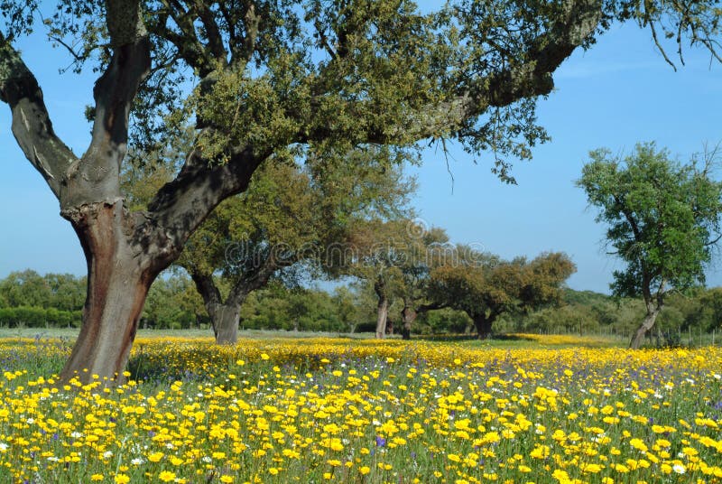 Beautiful rural spring time