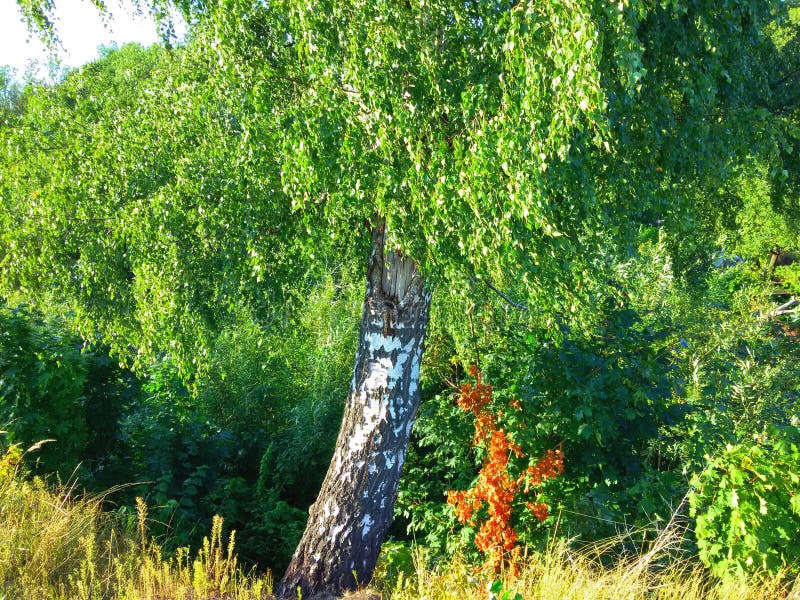 Beautiful Russian birch stock image. Image of shining 63362267