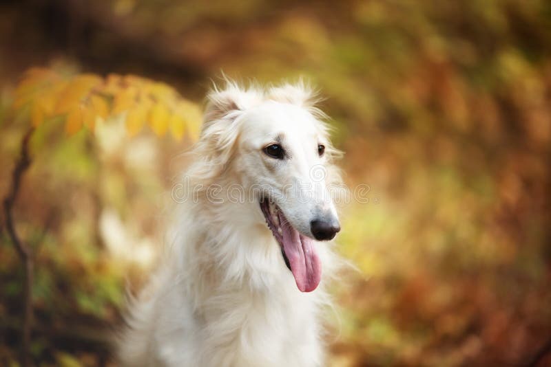 Beautiful russian borzoi dog in the forest in fall. Close-up of gorgeous and elegant dog breed russian wolfhound