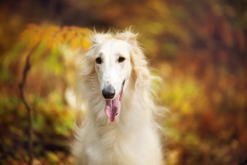 Beautiful russian borzoi dog in the forest in fall. Close-up of gorgeous and elegant dog breed russian wolfhound