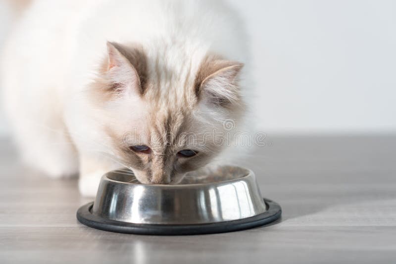 Beautiful sacred cat of burma eating dry cat food