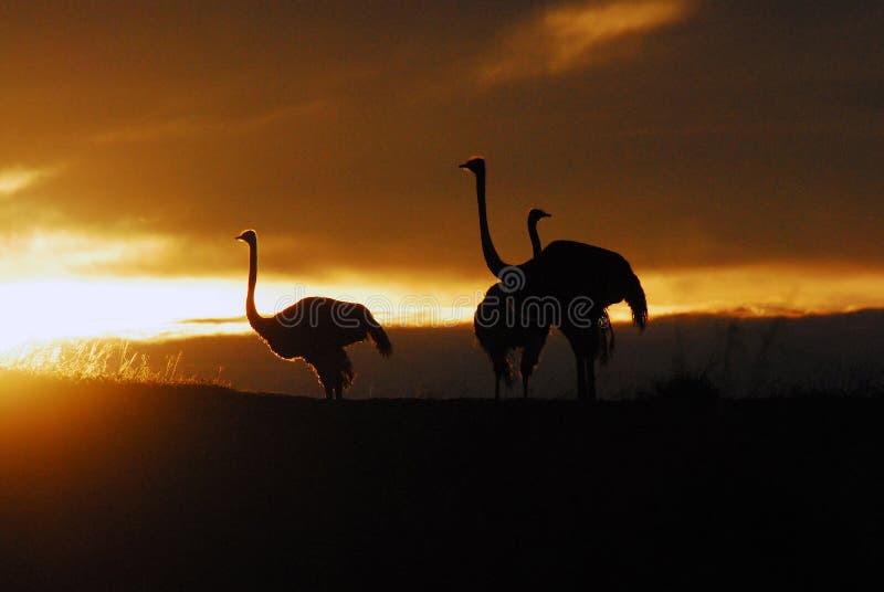 Africa- Ostriches in the Sunrise stock image Africa- Ostriches in the Sunrise stock image