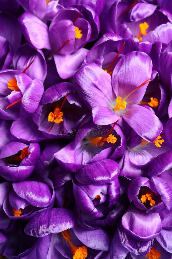 Beautiful Saffron crocus flowers as background, top view royalty free stock photo