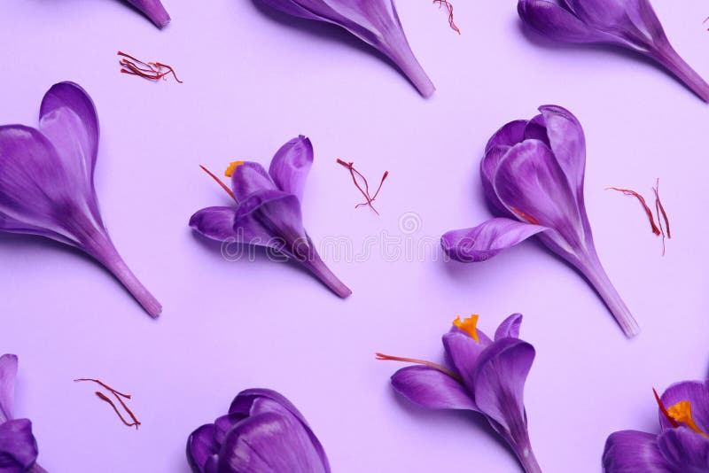 Beautiful Saffron crocus flowers on light violet  background, above view stock photography
