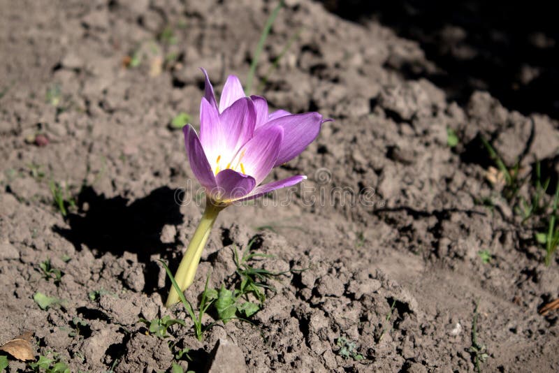 Beautiful Saffron Crocus sativus in the garden royalty free stock photos