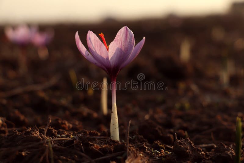 A beautiful saffron flower in Kashmir valley in autumn stock photography