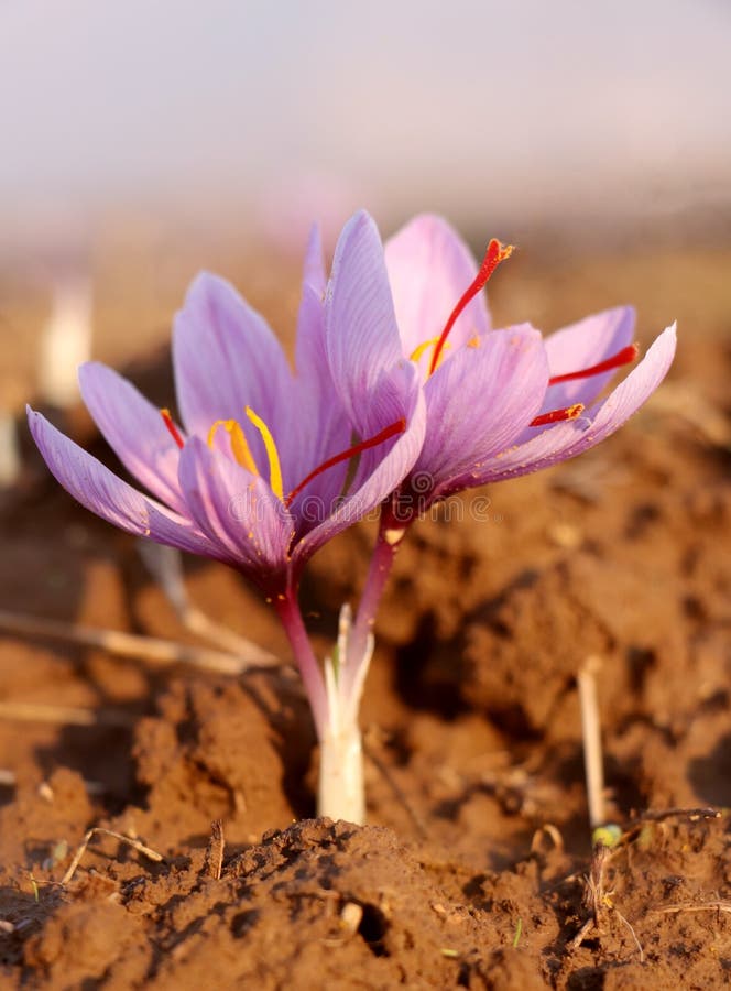 A beautiful saffron flower in Kashmir valley India stock photos