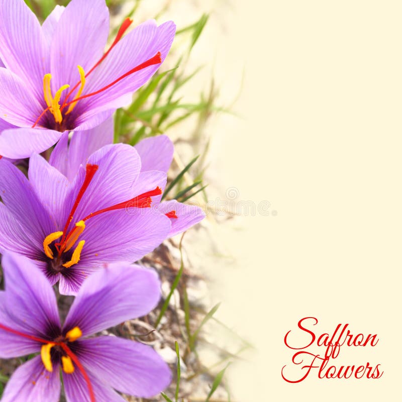Beautiful saffron flowers royalty free stock image