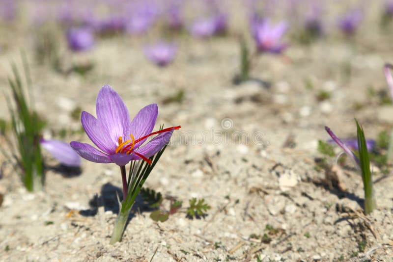 Beautiful saffron flowers royalty free stock images