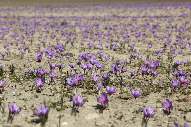 Beautiful saffron flowers royalty free stock photo